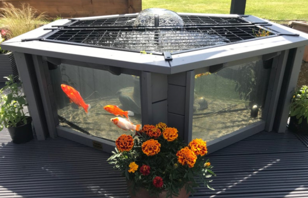 Aquarium outdoor dengan desain modern dan ikan predator